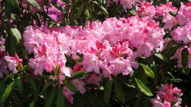 Narin pembe rhododendronlar baharda güneşli bir bahçede neşeyle açar..