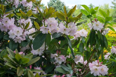 Parlak pembe çiçekler yemyeşil yaprakların arasında bol bol açar, baharın gelişini karşılar..