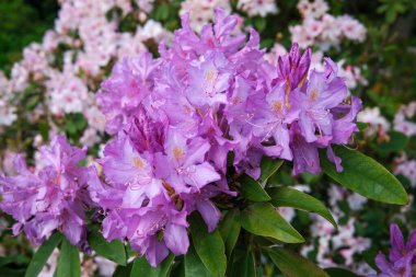 Yeşil yaprakların arasında açan parlak mor çiçek kümeleri baharın güzelliğini gözler önüne seriyor..