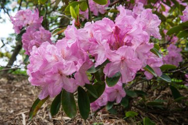 Pembe rhododendron çiçekleri, sakin bir bahçede, yumuşak güneş ışığı altında gelişir..