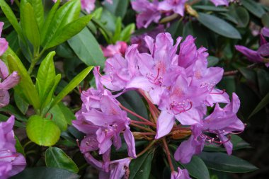 Çiçek açan rhododendron çiçekleri canlı renklerini güneşli bir bahçede sergiler..