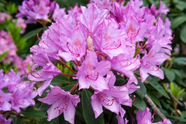 Parlak pembe rhododendron çiçekleri berrak ilkbahar gökyüzü altında renkler saçar..