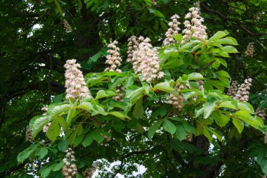 Narin açık pembe çiçek kümeleri İlkbaharda yemyeşil yaprakları süsler.