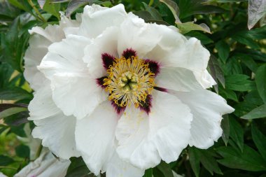 Büyüleyici beyaz bir şakayık bahar aylarında narin taç yaprakları ve koyu mor renkler sergiler..