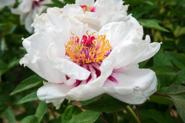 Büyük şakayıklar güneş ışığında beyaz taç yaprakları ve parlak sarı merkezler sergiler..