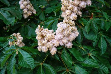 Kestane çiçekleri yemyeşil yaprakların arasında açar, doğanın güzelliğini ön plana çıkarır..