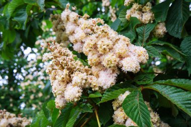 Narin beyaz kestane çiçekleri yeşil yaprakların arasından çıkar manzaralı bir parkta..