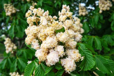 Narin beyaz ve pembe kestane çiçekleri parlak bahar güneşinin altında çiçek açar..