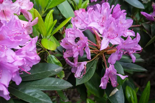 Parlak gün ışığında serin bir bahçede arıları cezbediyor mor çiçekler..