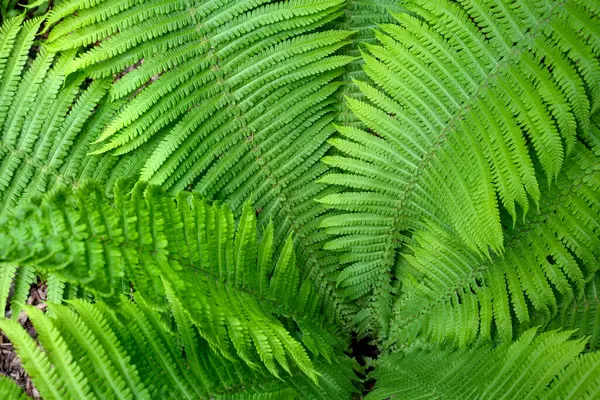 Eğreltiotları yumuşak güneş ışığında serpilmiş, huzurlu bir ormanda doğanın güzelliğini sergilerler..