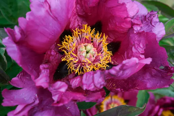 Bir şakayık açılır, parlak sarı ve mor renkler sergilenir yumuşak ışıkta.