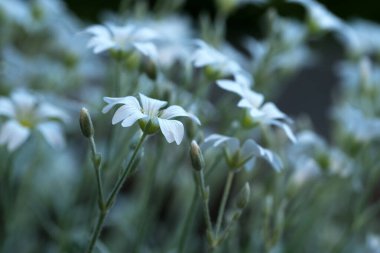Sakin bir bahçede, alacakaranlık yaklaşırken beyaz çiçekler yavaşça açar, sükunet yaratır..