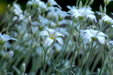 Yumuşak öğleden sonra güneşinin altında bir grup kır çiçeği açar..