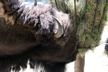 Görkemli bir bizon, doğanın güzellikleriyle çevrili iken taze samanların tadını çıkarır..