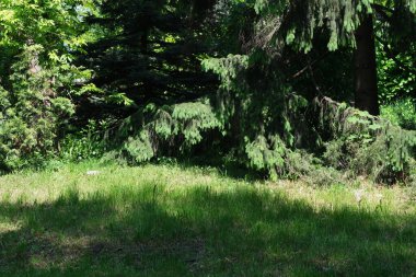 Güneş ışığı uzun ağaçların arasından süzülür, aşağıdaki yemyeşil çimlerin üzerine yumuşak gölgeler bırakır..