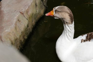 Sakin bir ördek, doğanın güzellikleriyle çevrili, suyun kenarında dinlenir..