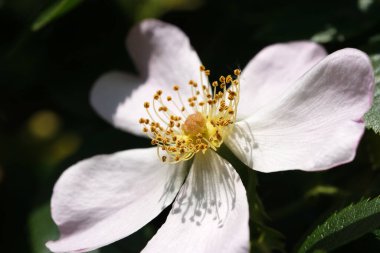 Yumuşak çiçekler güneşe açılır, sakin bir bahçede karmaşık detaylar ortaya çıkar..