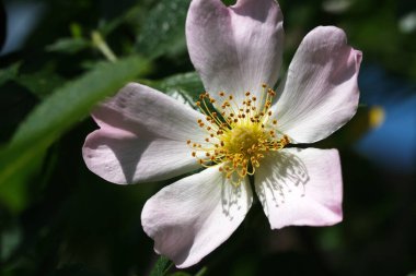 Güzel pembe bir çiçek parlak güneş ışığı altında yapraklarını açar ve tozlaştırıcıları kendine çeker..
