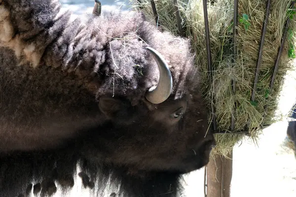 Görkemli bir bizon, doğanın güzellikleriyle çevrili iken taze samanların tadını çıkarır..