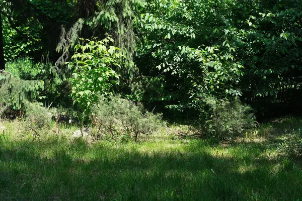 Canlı yeşil bitkiler, huzurlu bir orman bölgesinde, benekli güneş ışığı altında gelişir..