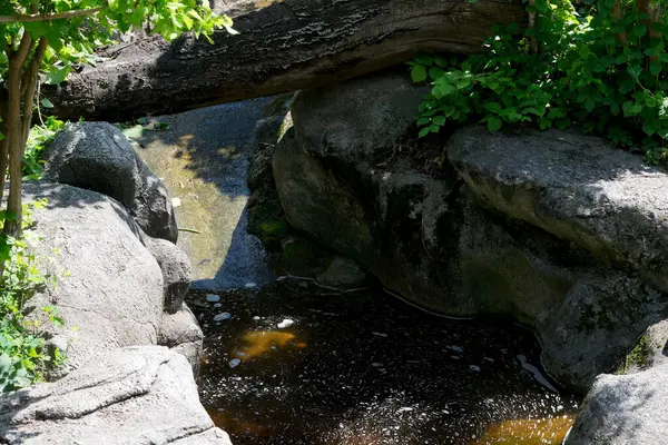 Berrak su, yemyeşil ve güneş ışığıyla çevrili pürüzsüz taşların üzerinde yavaşça akar..
