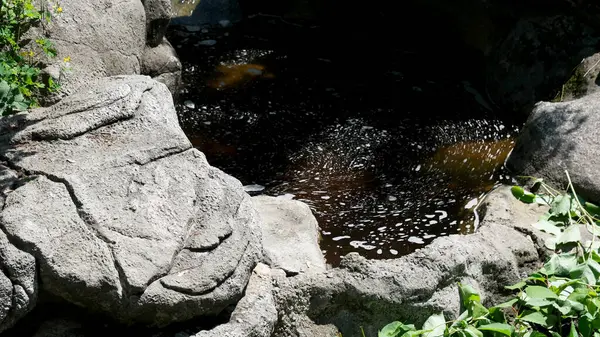 Bereketli yapraklarla çevrili sakin bir kayalık havuz yumuşak güneş ışığını yansıtır, barışı davet eder..