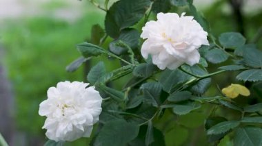 Beyaz güllerin dinginliğinde neşe yemyeşil yaprakların arasında büyüyor..