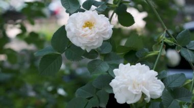 İki narin beyaz gül yemyeşil yapraklarla çevrili yemyeşil bir bahçede açılır..