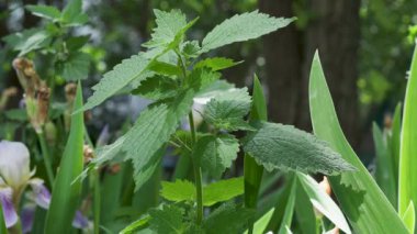 Yeşilliğin ortasında serpilen taze naneyi keşfetmek, doğanın güzelliğini gözler önüne sermek..