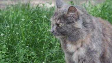 Meraklı bir kedi canlı çimenlerin ve kır çiçeklerinin arasında dinlenir, güneş ışığını emer..