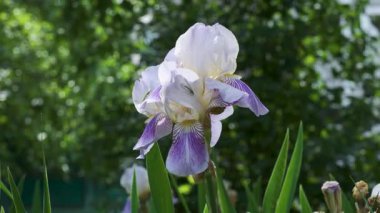 Narin beyaz ve mor iris çiçekleri, yemyeşil bir bahçede yavaşça sallanıyor..