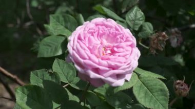 Serin bir bahçede pembe bir gül açar, doğanın güzelliğini gözler önüne serer..