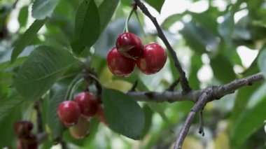 Canlı bir yaz bahçesinde dallardan sarkan parlak kırmızı kirazlar hasadı davet ediyor..