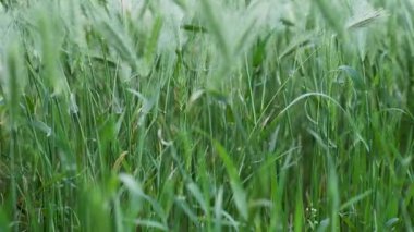 Bereketli yeşil çimen dalgaları sabahın erken saatlerinde yumuşak ışığın altında dans eder.