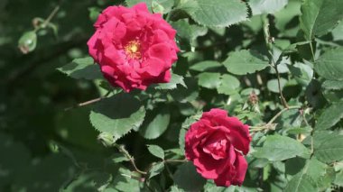 Canlı kırmızı güller ılık yaz güneşi altında gelişir ve doğanın güzelliğini gösterir..