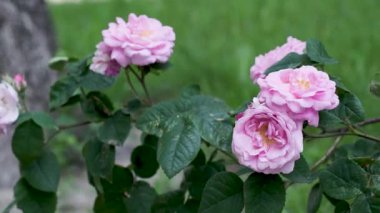 Narin pembe güller bahçeyi süslüyor, yemyeşil çiçeklere güzellik ve renk katıyor..