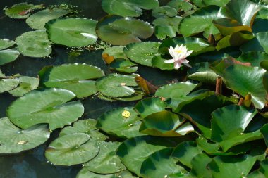 Güzel bir nilüfer çiçeği zarif bir şekilde dingin bir gölette canlı nilüferlerin üzerinde yükselir..