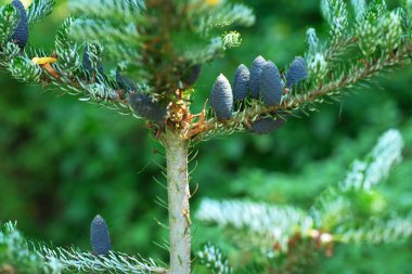 Canlı kozalaklı ağaç, yemyeşil arkaplan karşısında çarpıcı mavi kozalakları ortaya çıkarıyor.