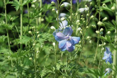 Parlak mavi çiçekler canlı yeşil yapraklar arasında serin bir ortamda ortaya çıkar..