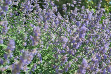 Kokulu lavanta çiçekleri yazın masmavi gökyüzünün altında usulca dans eder..