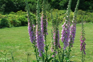 Narin pembe yüksükotu çiçekleri parlak güneş ışığında yemyeşil çiçeklere karşı dimdik dururlar..