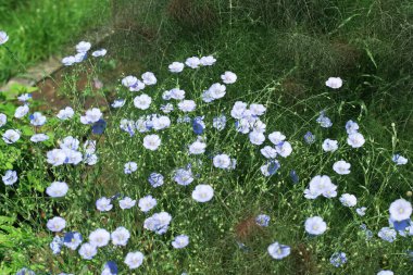 Narin mavi kır çiçekleri yemyeşil yeşilliklerle çevrili ılık güneş ışığında dans eder..