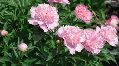 Bereketli pembe şakayıklar sakin bir bahçede serpilmiş, bahar güneşinin tadını çıkarıyorlar..