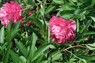 Ilık güneş ışığı altında yemyeşil bir bahçede parlak pembe şakayıklar serpilir..