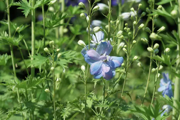 Parlak mavi çiçekler canlı yeşil yapraklar arasında serin bir ortamda ortaya çıkar..