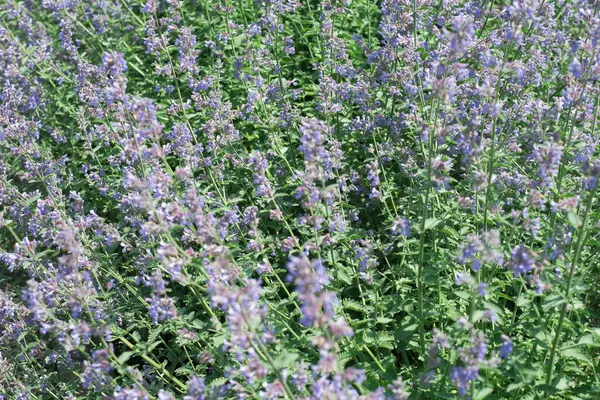 Arılar vızıldarken ılık meltemde sallanan canlı mor çiçekler..