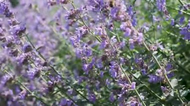 Sersemletici bir mor çiçek patlaması manzarayı dolduruyor, gezginleri güzelliklerle büyülüyor..