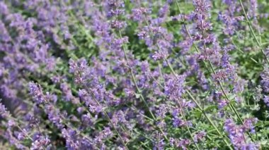 Lavanta çiçekleri hafif esintide sallanıyor, doğanın canlı paletini ve güzelliğini sergiliyor.