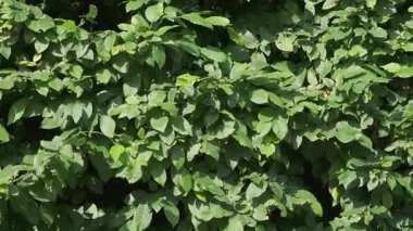 Yoğun yeşil yaprakların güzelliğini deneyimlemek doğanın kucağında güneş ışığıyla yıkanmış..