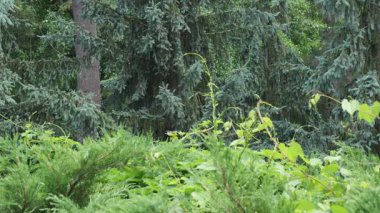 Canlı bitkiler ve doğanın kucağında yükselen ağaçlar arasındaki huzurlu anları tecrübe et..